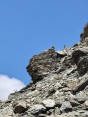 Qualche stambecco sulla pietraia