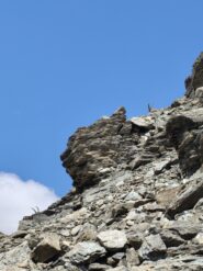 Qualche stambecco sulla pietraia
