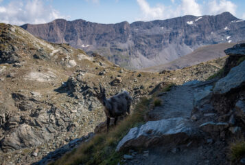 Encounter sul sentiero