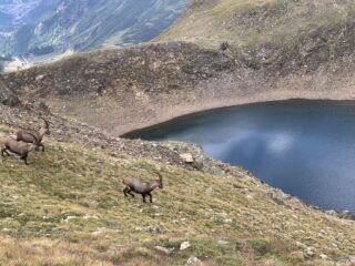 Lago e quadrupedi 