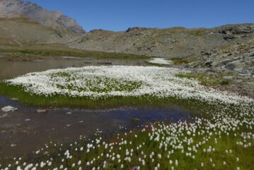 Bellissima fioritura di eriofori ai laghi